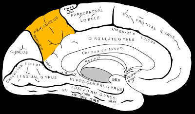 brain